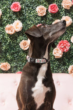 Dog Collar - Magnolia