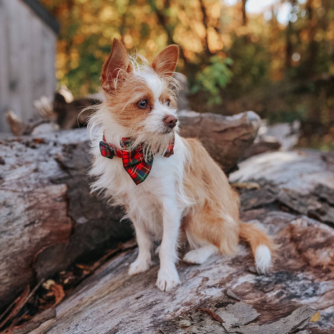 Dog Sailor Bow - Deck the Paws