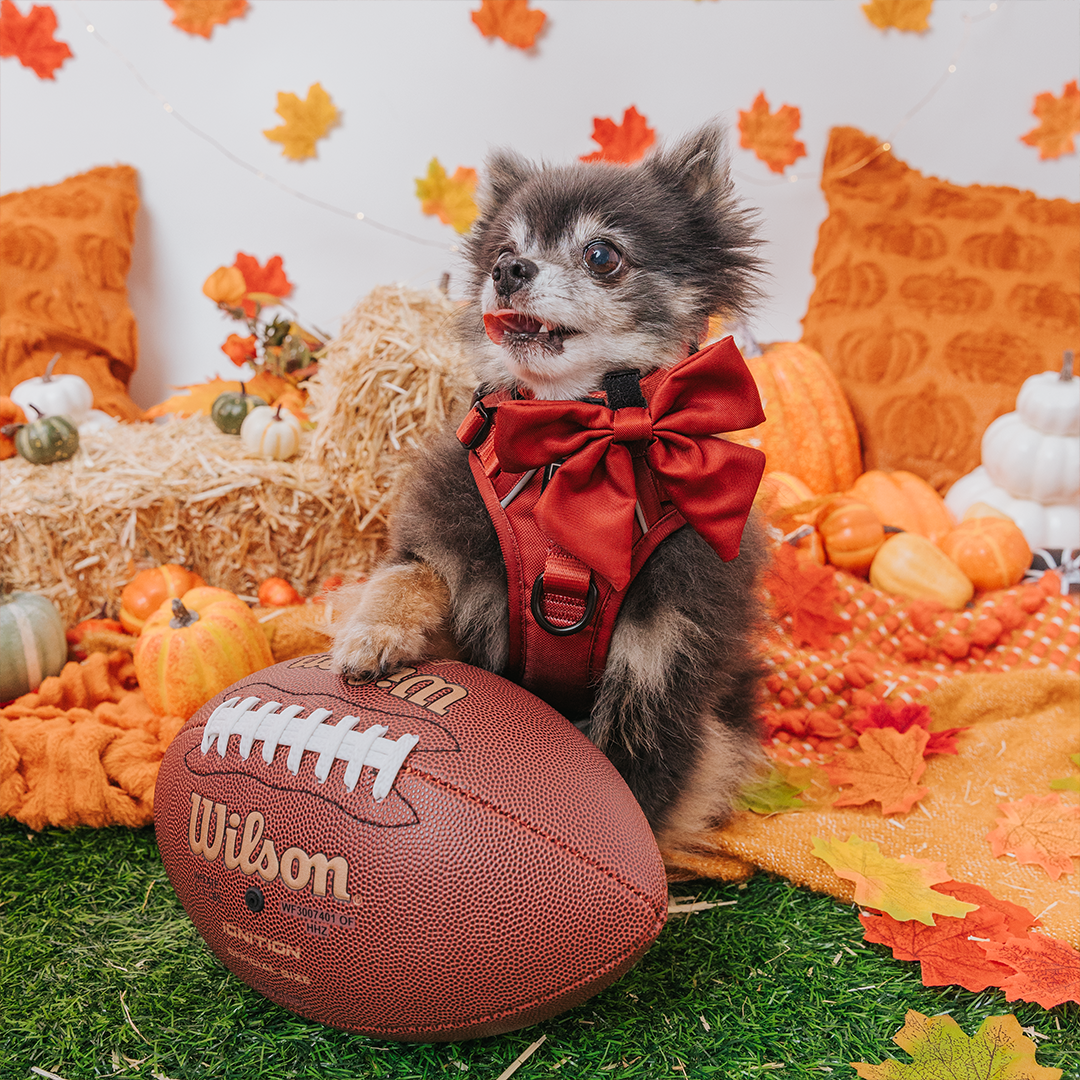 Dog Collar - Burgundy