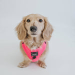 Dog Adjustable Harness - Neon Pink