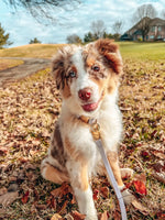 Dog Leash Waterproof Lavender White