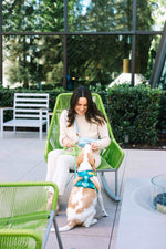 Joey Dog Harness | No Pull Harness | Teal Dog Harness