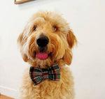 Birthday Boy Pet Bow Tie, Birthday dog bow tie 