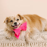 Valentina Babe Bow | Dog Bow | Pink Dog Girl Bow 