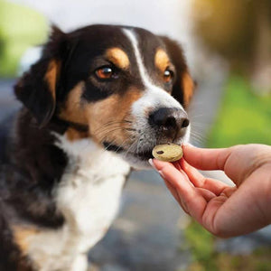 Honest To Goodness™ Buddy Boost Cranberry/Pomegranate Treats