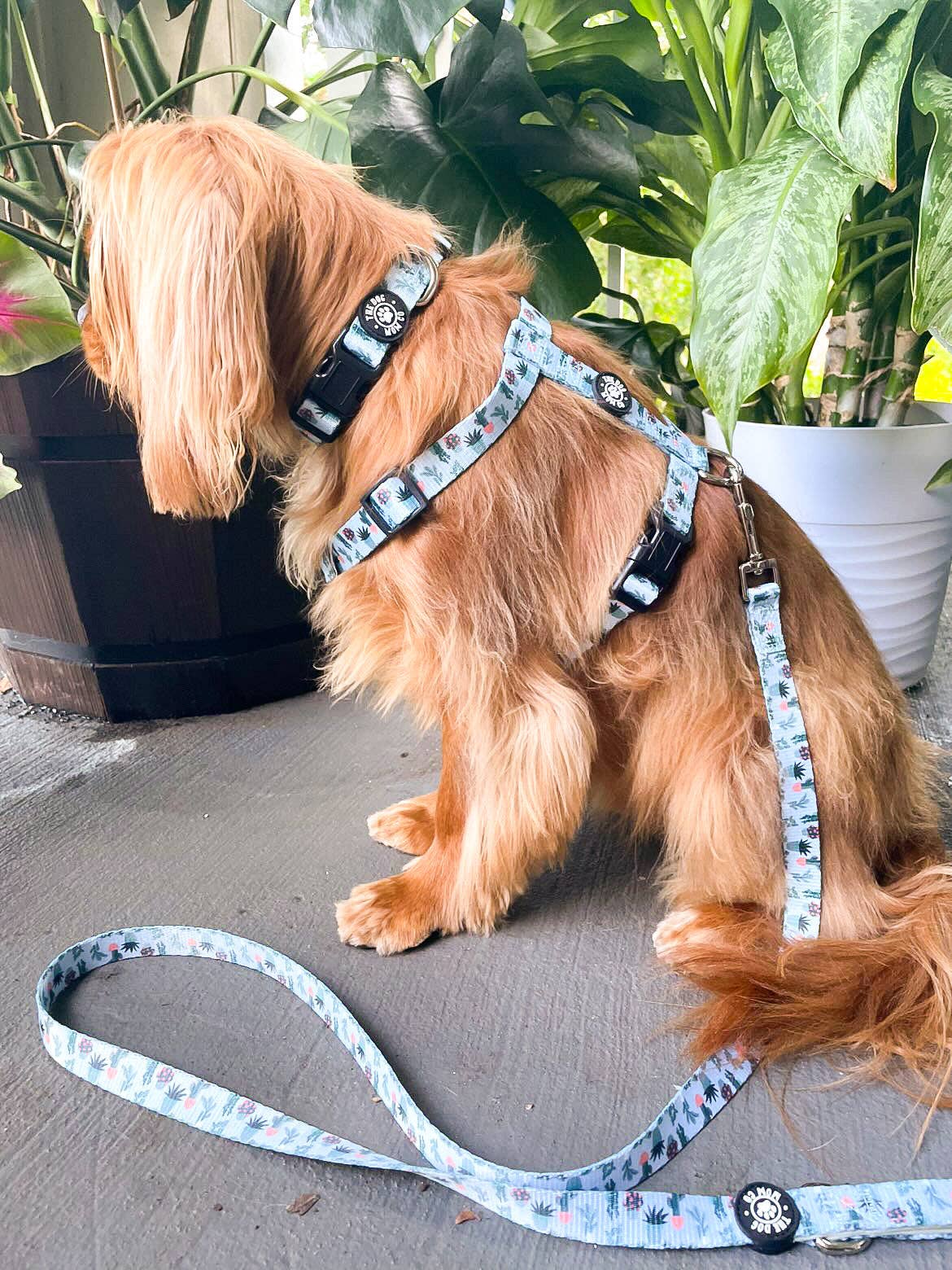 House Plant Dog Leash