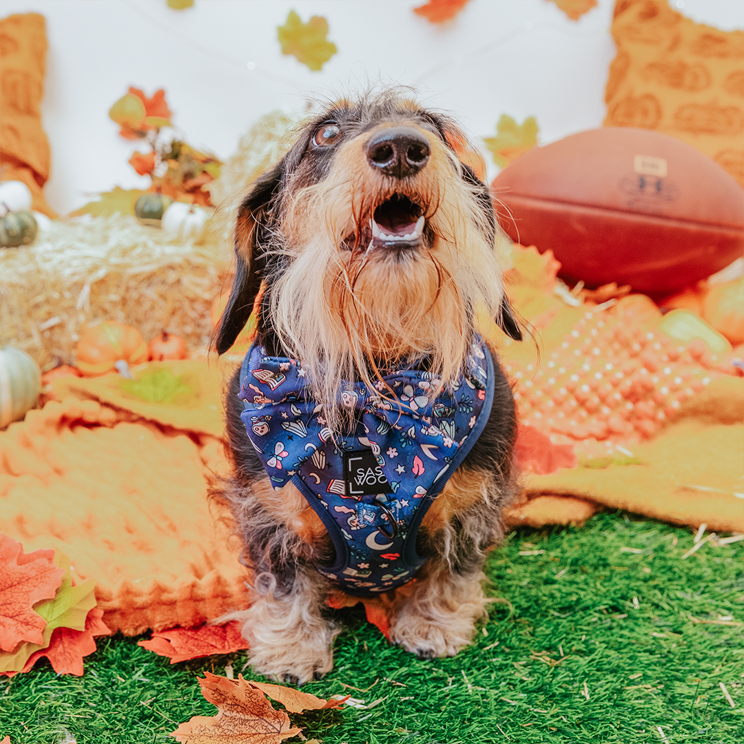 Dog Sailor Bow - Spellbound