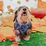 Dog Sailor Bow - Spellbound