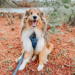 Dog Adjustable Harness - Twilight