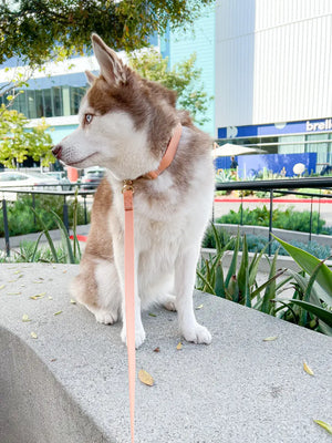 Chai Brown Waterproof Dog Collar: SMALL