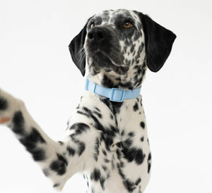 All-Weather Dog Collar
