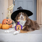 Witch's Brew For Dogs