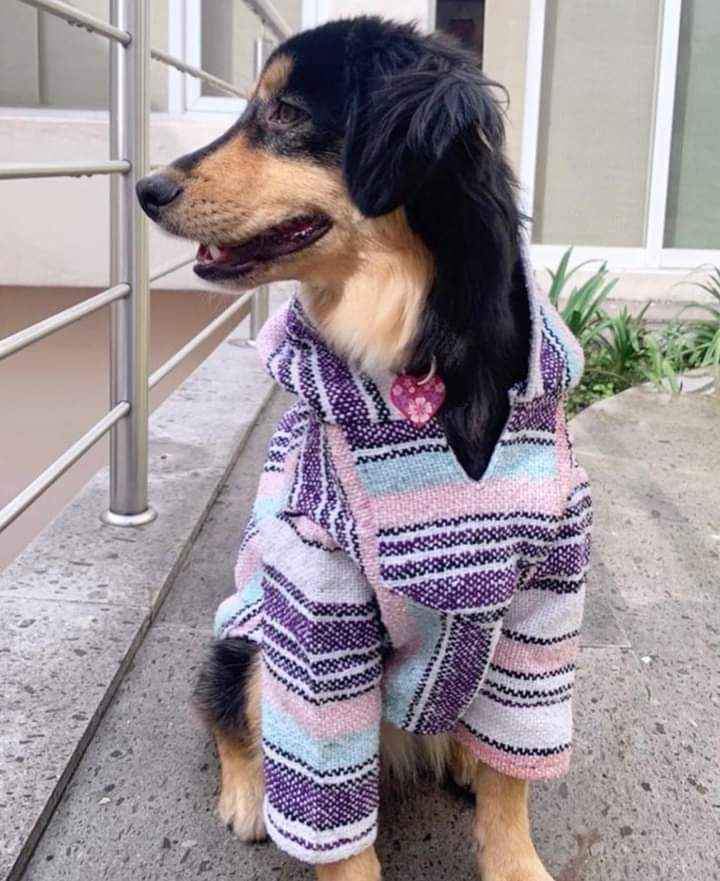 Dog Sunglasses Handmade Mexican Dog Poncho Authentic Serape