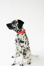 All-Weather Dog Collar