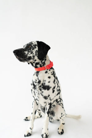 All-Weather Dog Collar