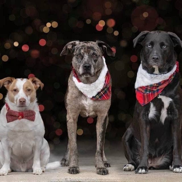 Santa paws Christmas winter red tartan faux fur dog bandana