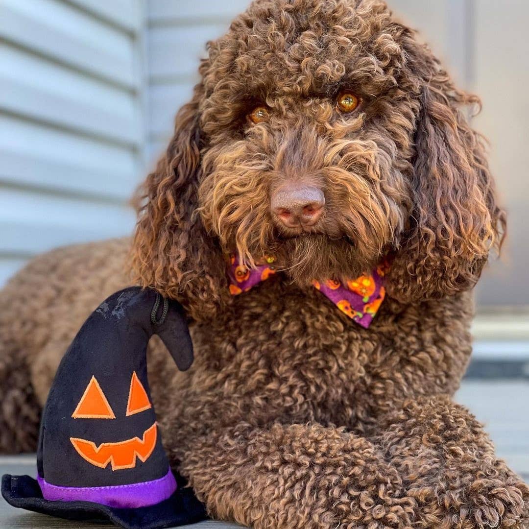 Witch Hat Dog Toy