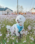 Dog Adjustable Harness - Blumond