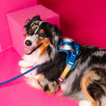 Atlas Dog Harness | Blue No Pull Multi Walk Style Harness