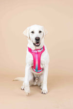 Stasia Dog Harness | No Pull Dog Harness | Pink Dog Harness