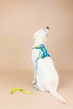 Joey Dog Harness | No Pull Harness | Teal Dog Harness