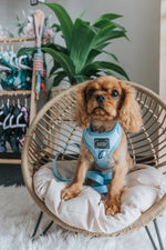 Dog Adjustable Harness - Blumond