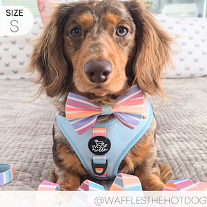 Adjustable Harness - SHERBET SUNSET