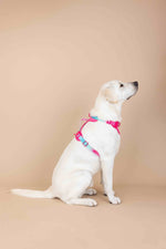 Stasia Dog Harness | No Pull Dog Harness | Pink Dog Harness