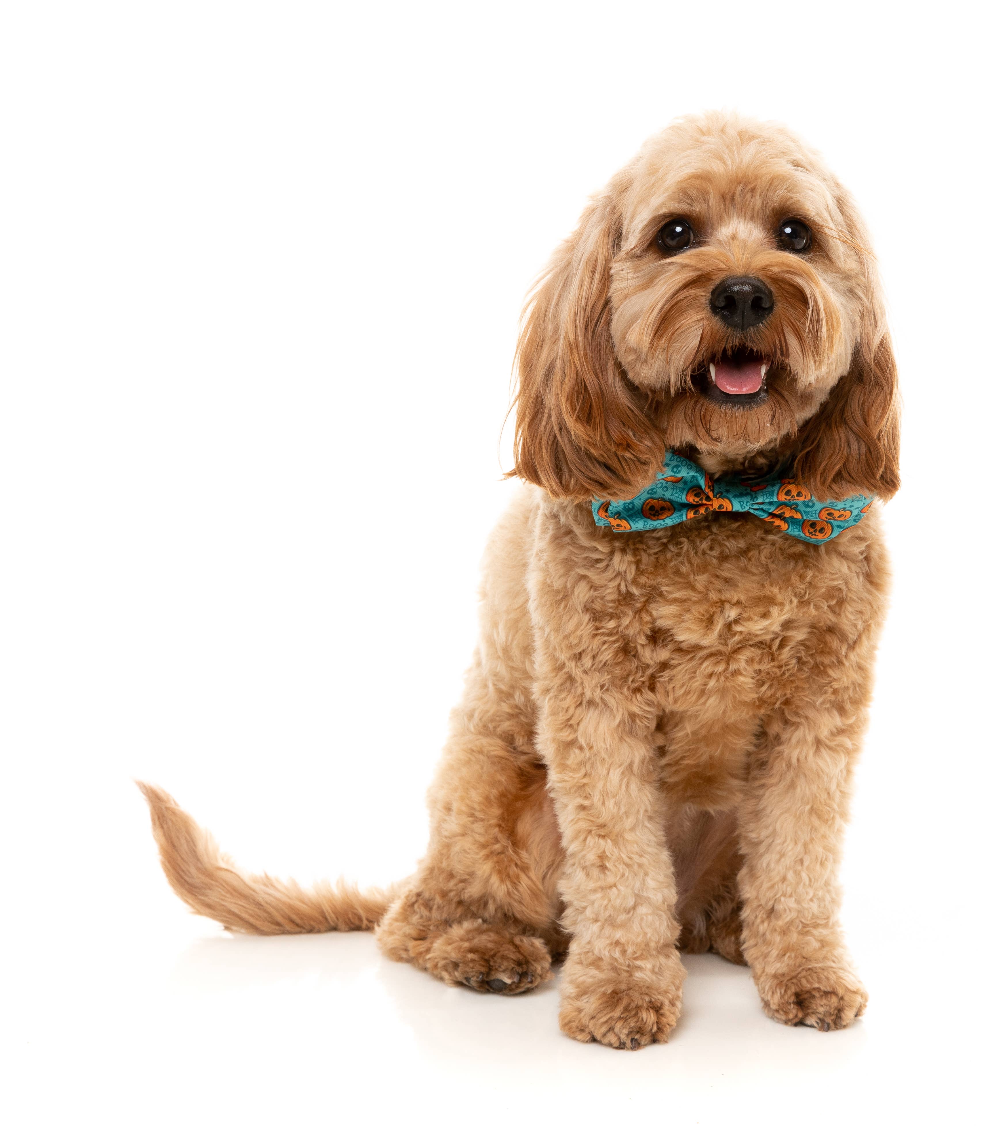 FuzzYard Bowtie Jack Jack Jackie Lantern Teal