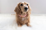 Dog Collar - Dolce Rose