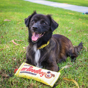 Mr. Goodboy (Stuffless) Dog Toy