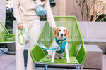 Joey Dog Harness | No Pull Harness | Teal Dog Harness