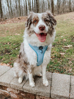 Dog Adjustable Harness - Blumond