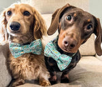 Birthday Boy Pet Bow Tie, Birthday dog bow tie 