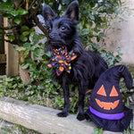 Witch Hat Dog Toy