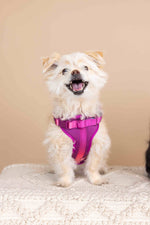 Joana Dog Harness | No Pull Dog Harness | Purple Dog Harness