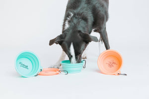 Collapsible Dog Bowl - Sweet, but Always Hangry: Orange