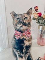 Cat Collar - I Chews You