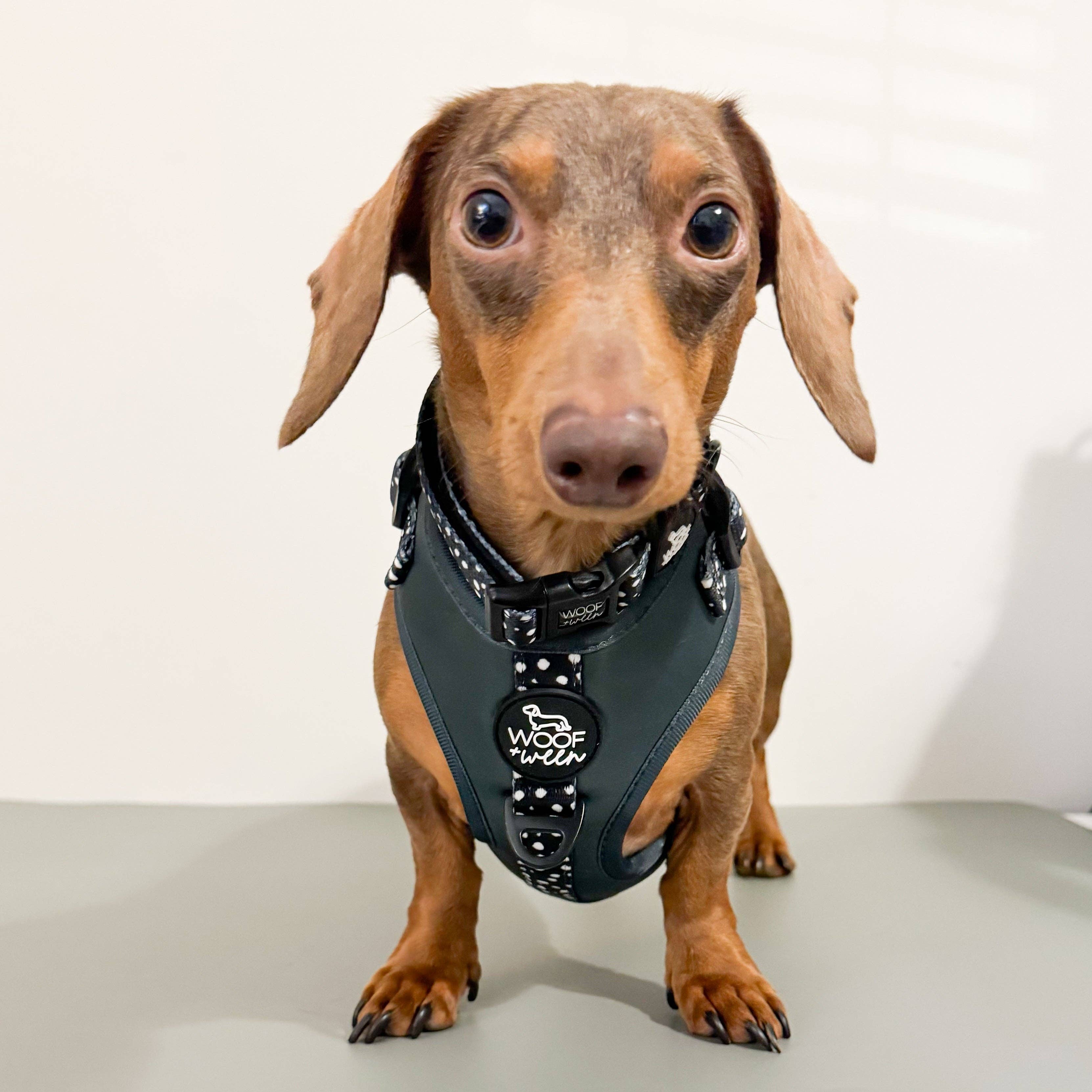 Adjustable Dog Harness - EVERGREEN POLKA DOT