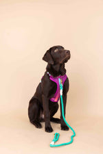 Joana Dog Harness | No Pull Dog Harness | Purple Dog Harness