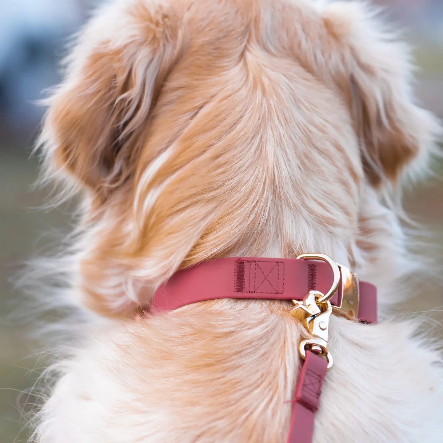 Mulberry Burgundy Waterproof Dog Collar