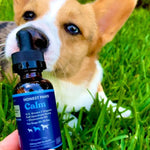 CBD Oil Drops for Dogs - Calm