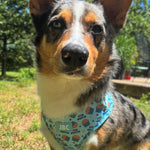 Stud Muffin Adjustable Harness