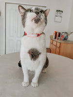 Cat Collar - Hello Kitty® Red Classic