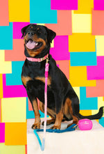 Maddox Rope Dog Leash | Dog Leash | Blue And Pink Leash