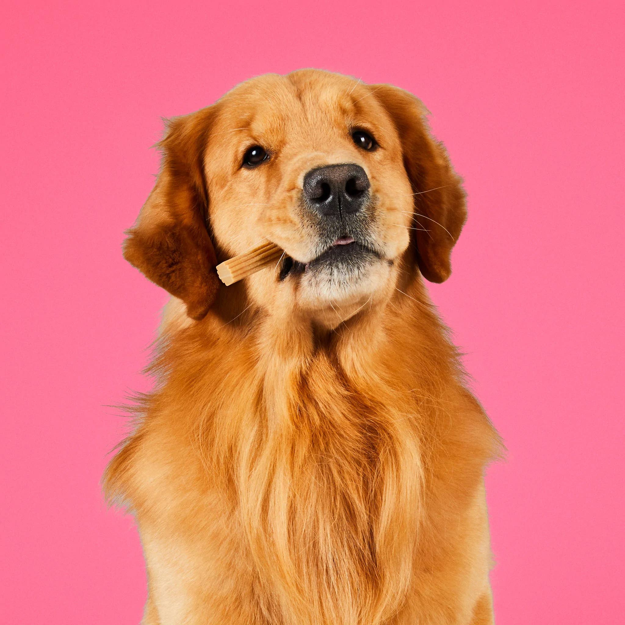 Project Hive Chew Stick Treats Large 7oz