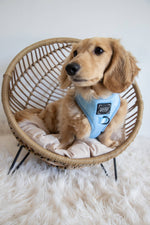 Dog Adjustable Harness - Blumond