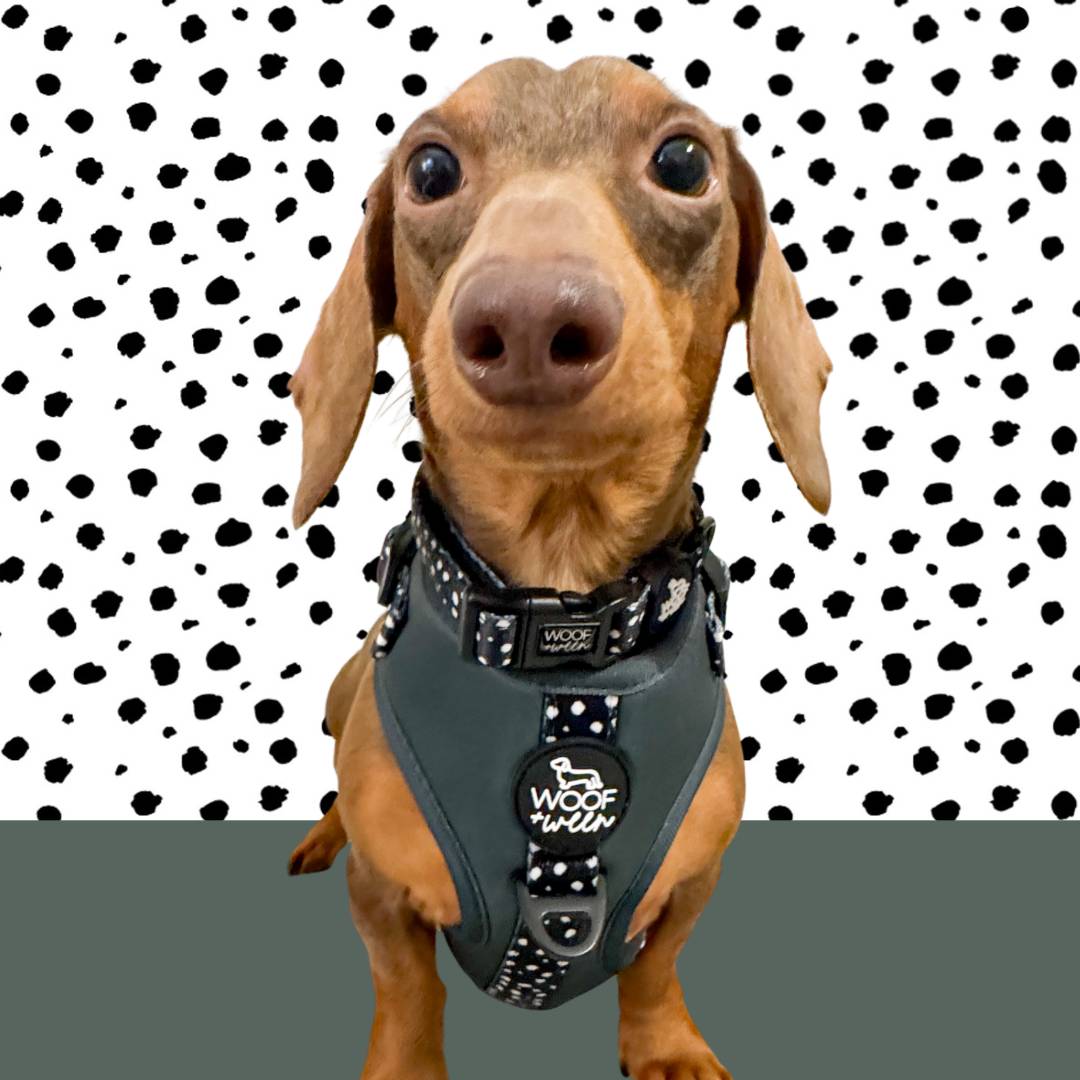 Adjustable Dog Harness - EVERGREEN POLKA DOT