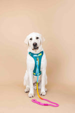 Joey Dog Harness | No Pull Harness | Teal Dog Harness
