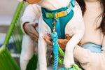 Joey Dog Harness | No Pull Harness | Teal Dog Harness